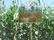 Double-ridge maize-mulching demonstration, Linxia County, Gansu
